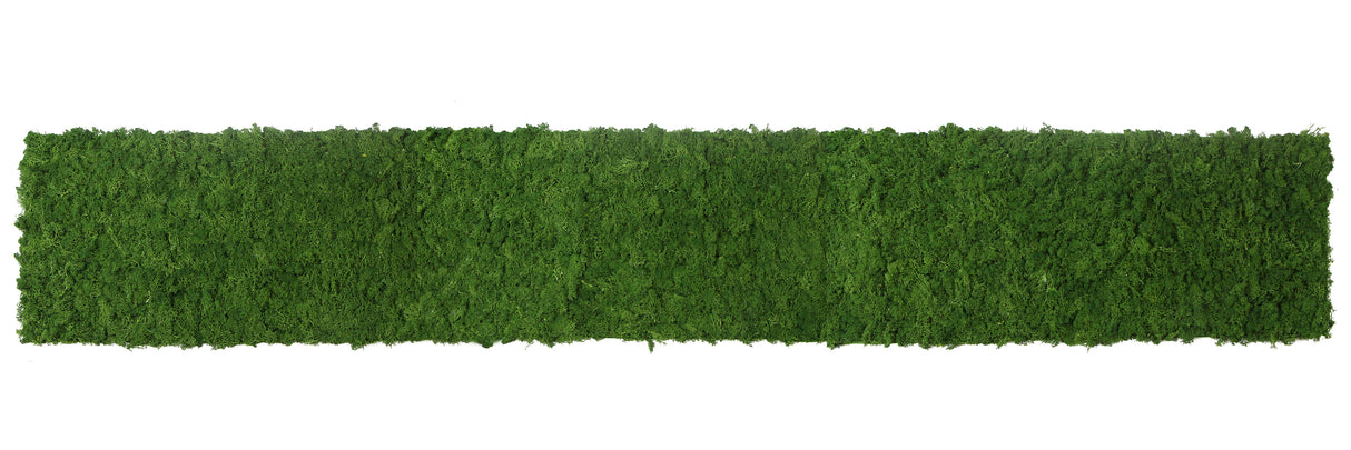 Preserved reindeer moss wall - forest green 0.5 x 3m self adhesive back