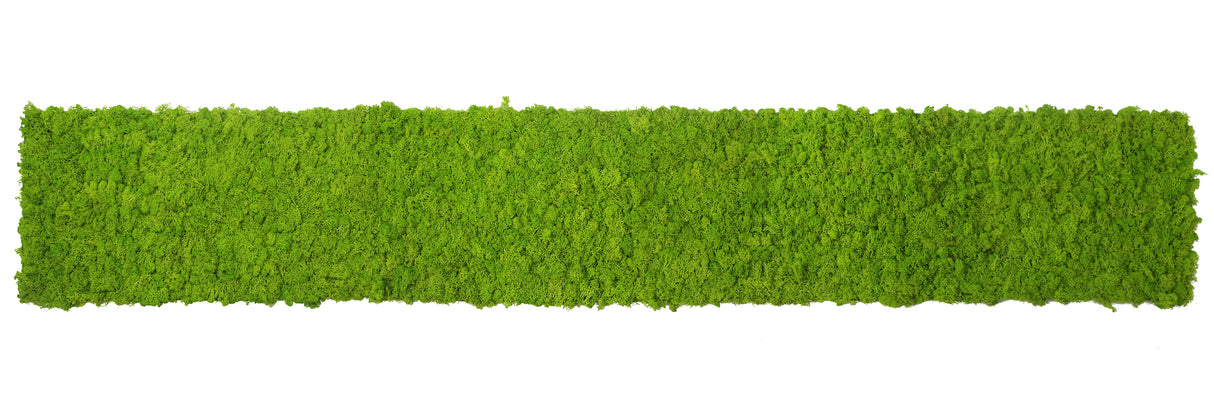 Preserved reindeer moss panel - light green 0.5 x 3m self adhesive back