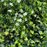 Combo of 3 x 1m2 artificial green wall panels with variegated mixed green red white yellow orange foliage