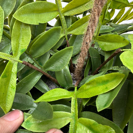 Artificial trailing Angioteris fern kokedama