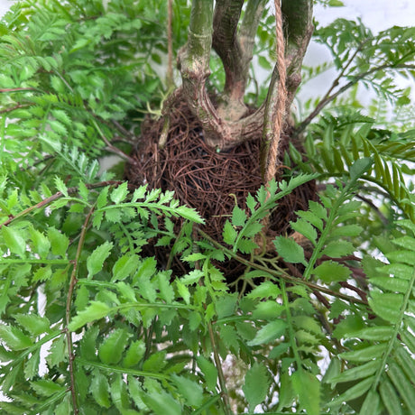 Artificial trailing Angioteris fern kokedama