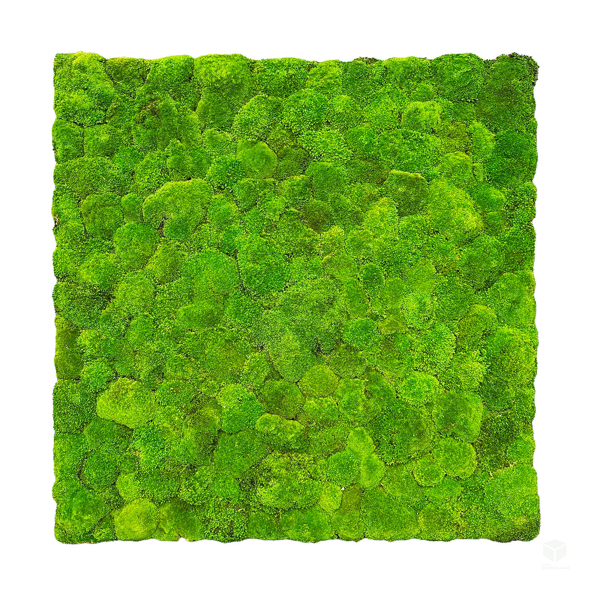 Preserved bun moss panel - green 1m2 ready to install