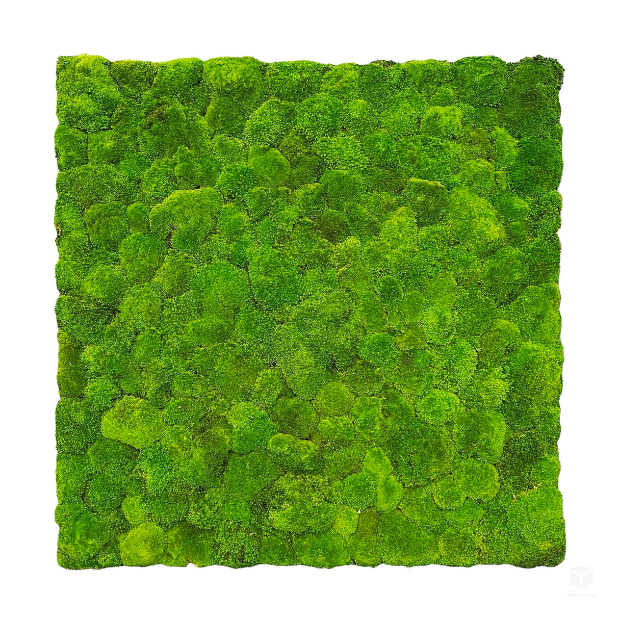 Preserved bun moss panel - green 1m2 ready to install