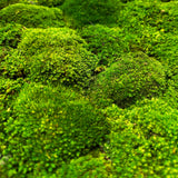 Preserved bun moss panel - green 50x50cm ready to install