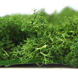 Preserved reindeer moss wall - forest green 0.5 x 3m self adhesive back