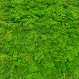 Preserved  reindeer moss panel - grass green 0.5 x 3m self adhesive back