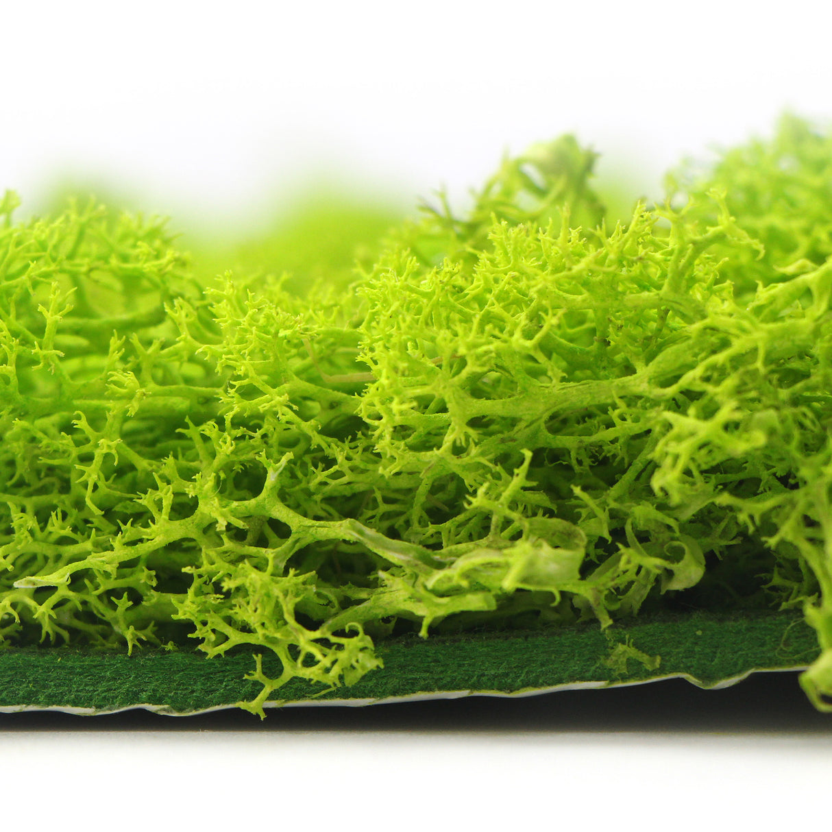 Preserved reindeer moss panel - light green 0.5 x 3m self adhesive back