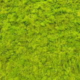 Preserved reindeer moss panel - light green 0.5 x 3m self adhesive back