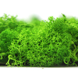 Preserved  reindeer moss panel - grass green 0.5 x 3m self adhesive back